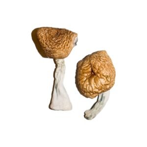 Buy Shrooms Online Mississippi, Buy Magic Mushrooms Online Mississippi, Buy Psilocybin Online Mississippi, Where to buy Shrooms Online Mississippi, Buy Shrooms near me Mississippi, Where can i buy Shrooms online Mississippi, Buy Shrooms with fast shipping Mississippi, Buy Shrooms with bitcoin discreetly online Mississippi, Order Shrooms Online Mississippi, Can i buy Shrooms in Mississippi, Order Shrooms near me Mississippi, Buy Shrooms Discreet Shipping Mississippi
