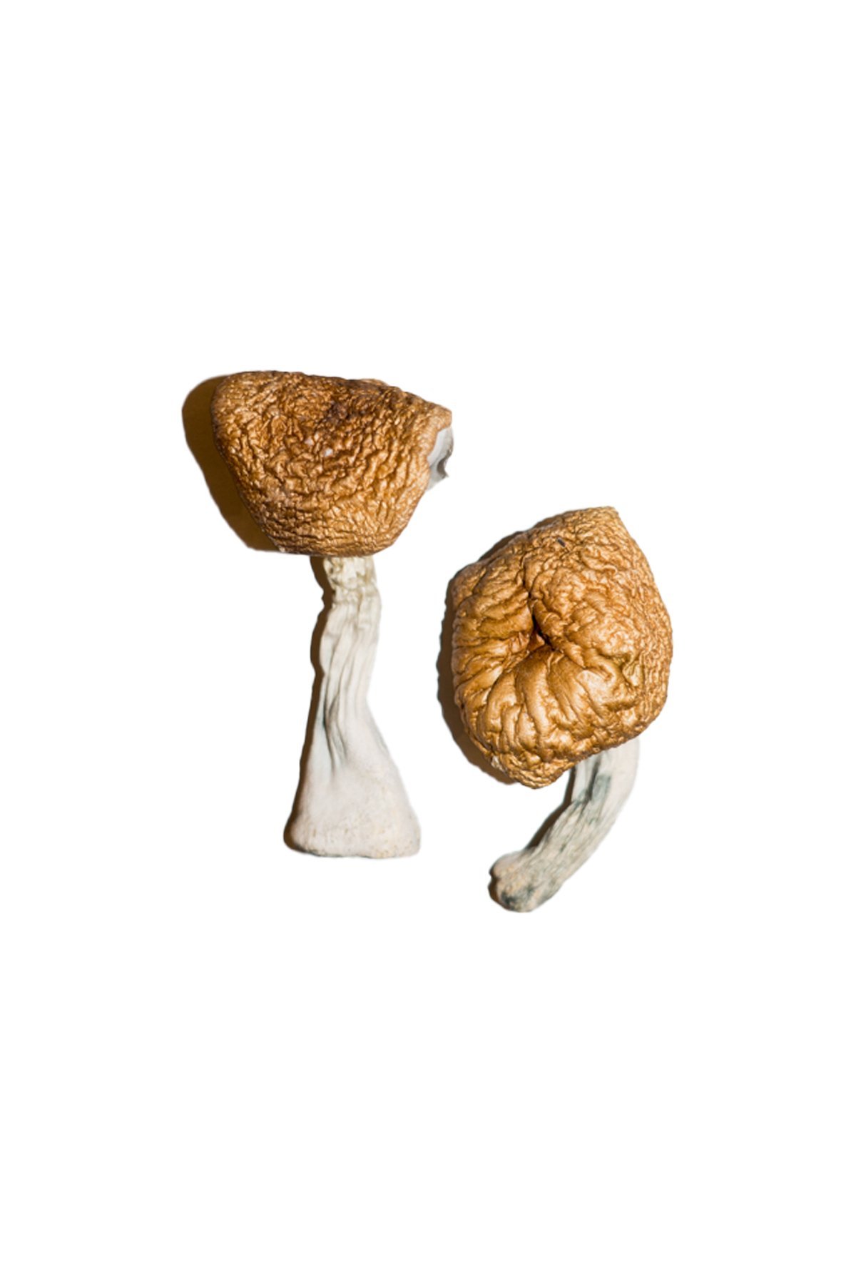Buy Shrooms Online Mississippi, Buy Magic Mushrooms Online Mississippi, Buy Psilocybin Online Mississippi, Where to buy Shrooms Online Mississippi, Buy Shrooms near me Mississippi, Where can i buy Shrooms online Mississippi, Buy Shrooms with fast shipping Mississippi, Buy Shrooms with bitcoin discreetly online Mississippi, Order Shrooms Online Mississippi, Can i buy Shrooms in Mississippi, Order Shrooms near me Mississippi, Buy Shrooms Discreet Shipping Mississippi