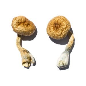 Buy Shrooms Online Washington, Buy Magic Mushrooms Online Washington, Buy Psilocybin Online Washington, Where to buy Shrooms Online Washington, Buy Shrooms near me Washington, Where can i buy Shrooms online Washington, Buy Shrooms with fast shipping Washington, Buy Shrooms with bitcoin discreetly online Washington, Order Shrooms Online Washington, Can i buy Shrooms in Washington, Order Shrooms near me Washington