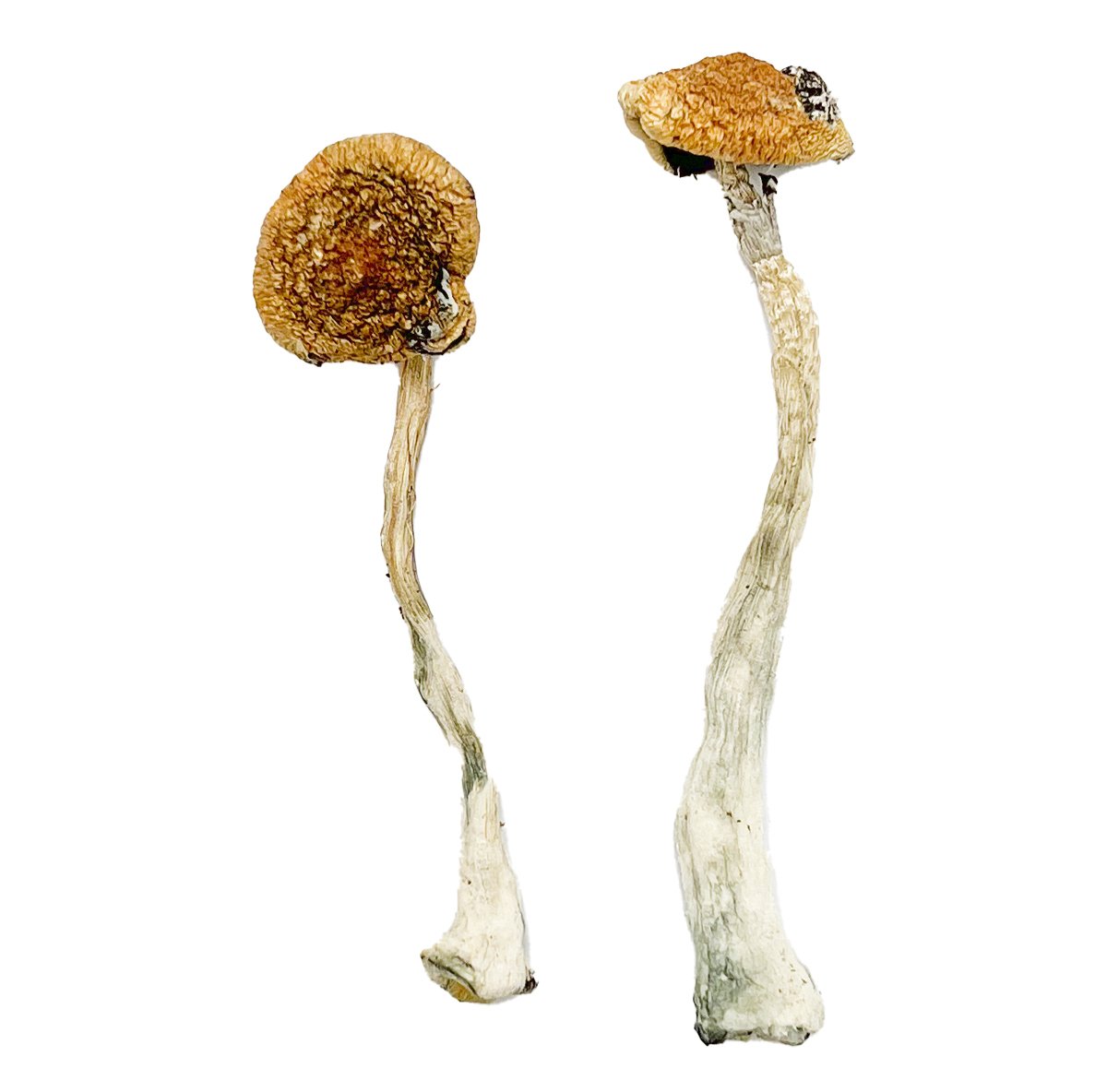 Costa-Rican-Blue-Magic-Mushrooms-Strain.jpg Costa Rican Blue Magic Mushrooms