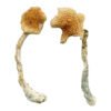 Buy Shrooms Online California, Buy Magic Mushrooms Online California, Buy Psilocybin Online California, Where to buy Shrooms Online California, Buy Shrooms near me California, Where can i buy Shrooms online California, Buy Shrooms with fast shipping California, Buy Shrooms with bitcoin discreetly online California, Order Shrooms Online California, Can i buy Shrooms in California, Order Shrooms near me California Buy Shrooms Online California, Buy Magic Mushrooms Online California, Buy Psilocybin Online California, Where to buy Shrooms Online California, Buy Shrooms near me California, Where can i buy Shrooms online California, Buy Shrooms with fast shipping California, Buy Shrooms with bitcoin discreetly online California, Order Shrooms Online California, Can i buy Shrooms in California, Order Shrooms near me California