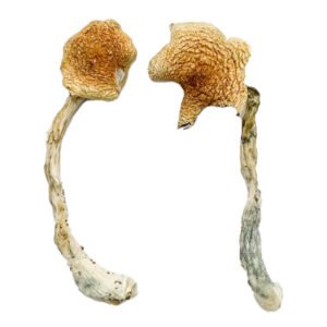 Buy Shrooms Online California, Buy Magic Mushrooms Online California, Buy Psilocybin Online California, Where to buy Shrooms Online California, Buy Shrooms near me California, Where can i buy Shrooms online California, Buy Shrooms with fast shipping California, Buy Shrooms with bitcoin discreetly online California, Order Shrooms Online California, Can i buy Shrooms in California, Order Shrooms near me California