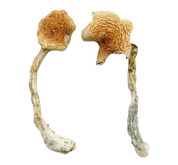 Buy Shrooms Online California, Buy Magic Mushrooms Online California, Buy Psilocybin Online California, Where to buy Shrooms Online California, Buy Shrooms near me California, Where can i buy Shrooms online California, Buy Shrooms with fast shipping California, Buy Shrooms with bitcoin discreetly online California, Order Shrooms Online California, Can i buy Shrooms in California, Order Shrooms near me California Buy Shrooms Online California, Buy Magic Mushrooms Online California, Buy Psilocybin Online California, Where to buy Shrooms Online California, Buy Shrooms near me California, Where can i buy Shrooms online California, Buy Shrooms with fast shipping California, Buy Shrooms with bitcoin discreetly online California, Order Shrooms Online California, Can i buy Shrooms in California, Order Shrooms near me California