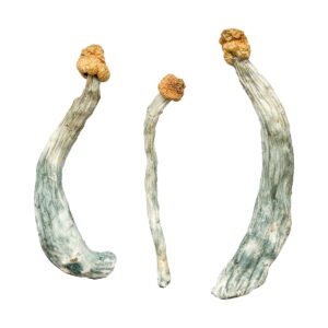 Buy Shrooms Online Colorado, Buy Magic Mushrooms Online Colorado, Buy Psilocybin Online Colorado, Where to buy Shrooms Online Colorado, Buy Shrooms near me Colorado, Where can i buy Shrooms online Colorado, Buy Shrooms with fast shipping Colorado, Buy Shrooms with bitcoin discreetly online Colorado, Order Shrooms Online Colorado, Can i buy Shrooms in Colorado, Order Shrooms near me Colorado