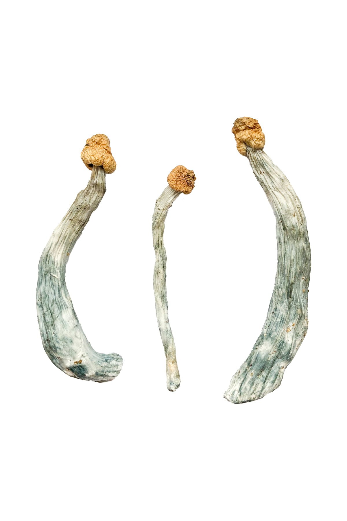 Buy Shrooms Online Colorado, Buy Magic Mushrooms Online Colorado, Buy Psilocybin Online Colorado, Where to buy Shrooms Online Colorado, Buy Shrooms near me Colorado, Where can i buy Shrooms online Colorado, Buy Shrooms with fast shipping Colorado, Buy Shrooms with bitcoin discreetly online Colorado, Order Shrooms Online Colorado, Can i buy Shrooms in Colorado, Order Shrooms near me Colorado