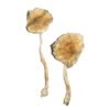 Buy Shrooms Online Oregon, Buy Magic Mushrooms Online Oregon, Buy Psilocybin Online Oregon, Where to buy Shrooms Online Oregon, Buy Shrooms near me Oregon, Where can i buy Shrooms online Oregon, Buy Shrooms with fast shipping Oregon, Buy Shrooms with bitcoin discreetly online Oregon, Order Shrooms Online Oregon, Can i buy Shrooms in Oregon, Order Shrooms near me Oregon