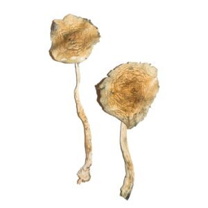 Buy Shrooms Online Oregon, Buy Magic Mushrooms Online Oregon, Buy Psilocybin Online Oregon, Where to buy Shrooms Online Oregon, Buy Shrooms near me Oregon, Where can i buy Shrooms online Oregon, Buy Shrooms with fast shipping Oregon, Buy Shrooms with bitcoin discreetly online Oregon, Order Shrooms Online Oregon, Can i buy Shrooms in Oregon, Order Shrooms near me Oregon