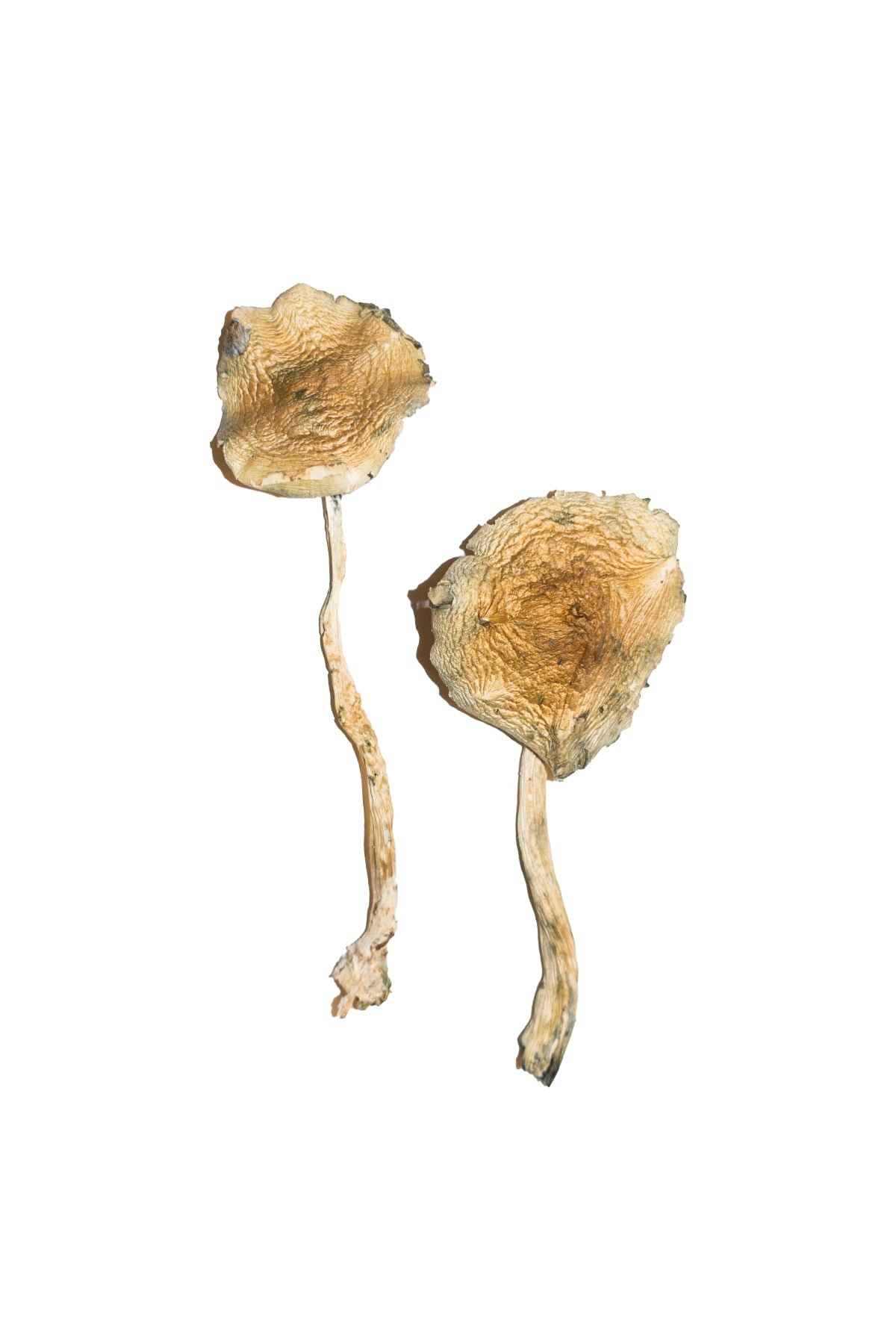 Buy Shrooms Online Oregon, Buy Magic Mushrooms Online Oregon, Buy Psilocybin Online Oregon, Where to buy Shrooms Online Oregon, Buy Shrooms near me Oregon, Where can i buy Shrooms online Oregon, Buy Shrooms with fast shipping Oregon, Buy Shrooms with bitcoin discreetly online Oregon, Order Shrooms Online Oregon, Can i buy Shrooms in Oregon, Order Shrooms near me Oregon