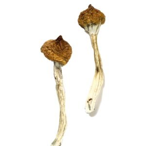 Buy Shrooms Online New Mexico, Buy Magic Mushrooms Online New Mexico, Buy Psilocybin Online New Mexico, Where to buy Shrooms Online New Mexico, Buy Shrooms near me New Mexico, Where can i buy Shrooms online New Mexico, Buy Shrooms with fast shipping New Mexico, Buy Shrooms with bitcoin discreetly online New Mexico, Order Shrooms Online New Mexico, Can i buy Shrooms in New Mexico, Order Shrooms near me New Mexico