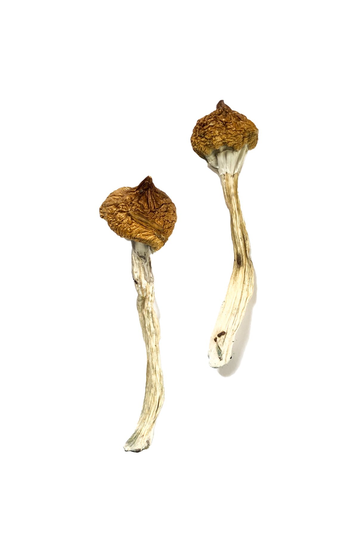 Buy Shrooms Online New Mexico, Buy Magic Mushrooms Online New Mexico, Buy Psilocybin Online New Mexico, Where to buy Shrooms Online New Mexico, Buy Shrooms near me New Mexico, Where can i buy Shrooms online New Mexico, Buy Shrooms with fast shipping New Mexico, Buy Shrooms with bitcoin discreetly online New Mexico, Order Shrooms Online New Mexico, Can i buy Shrooms in New Mexico, Order Shrooms near me New Mexico