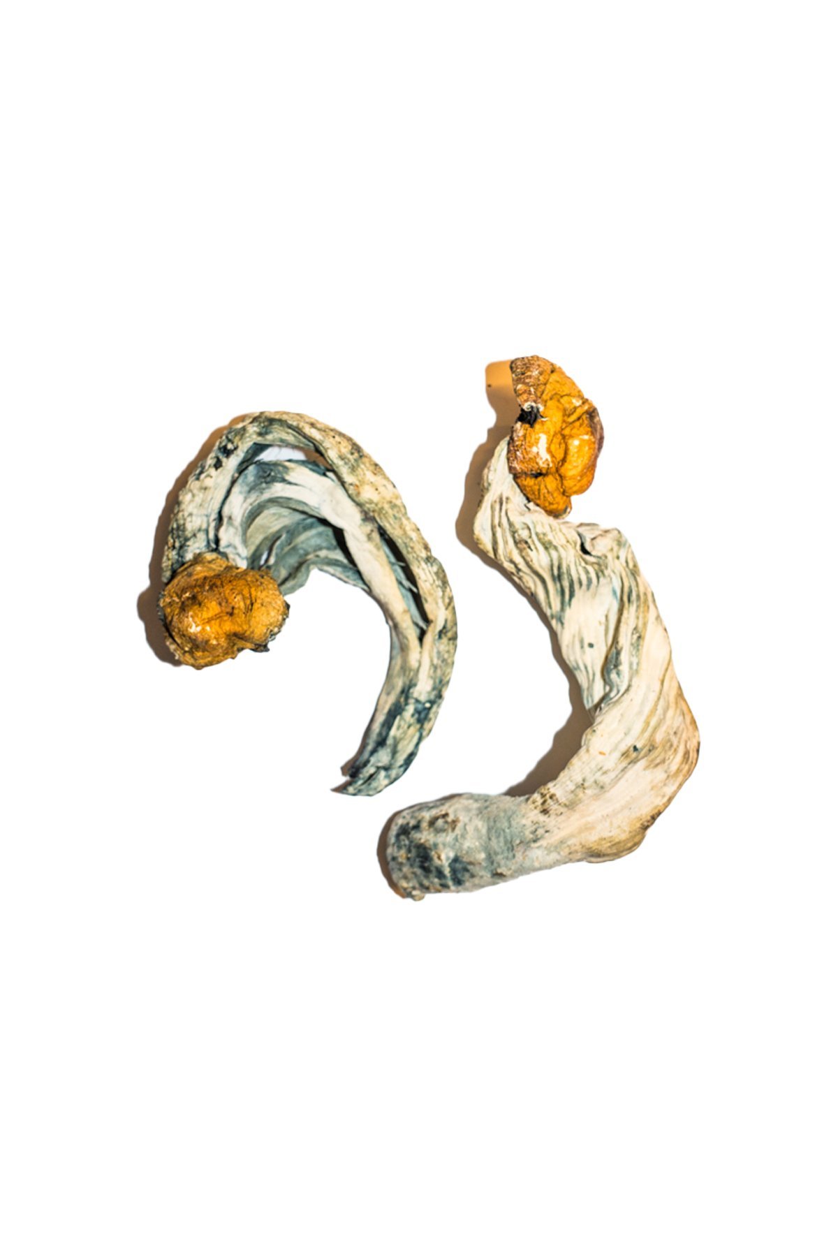 Ecuadorian-Magic-Mushroom-2.jpg Ecuadorian Magic Mushrooms