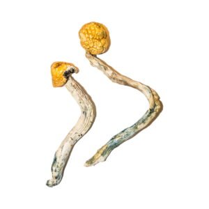 Buy Shrooms Online Arizona, Buy Magic Mushrooms Online Arizona, Buy Psilocybin Online Arizona, Where to buy Shrooms Online Arizona, Buy Shrooms near me Arizona, Where can i buy Shrooms online Arizona, Buy Shrooms with fast shipping Arizona, Buy Shrooms with bitcoin discreetly online Arizona, Order Shrooms Online Arizona, Can i buy Shrooms in Arizona, Order Shrooms near me Arizona