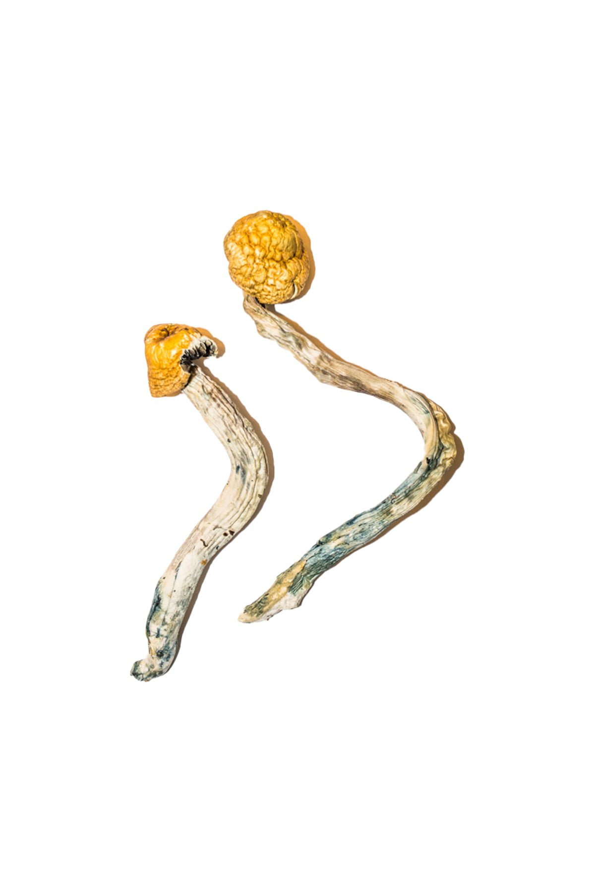 Buy Shrooms Online Arizona, Buy Magic Mushrooms Online Arizona, Buy Psilocybin Online Arizona, Where to buy Shrooms Online Arizona, Buy Shrooms near me Arizona, Where can i buy Shrooms online Arizona, Buy Shrooms with fast shipping Arizona, Buy Shrooms with bitcoin discreetly online Arizona, Order Shrooms Online Arizona, Can i buy Shrooms in Arizona, Order Shrooms near me Arizona Buy Shrooms Online Arizona, Buy Magic Mushrooms Online Arizona, Buy Psilocybin Online Arizona, Where to buy Shrooms Online Arizona, Buy Shrooms near me Arizona, Where can i buy Shrooms online Arizona, Buy Shrooms with fast shipping Arizona, Buy Shrooms with bitcoin discreetly online Arizona, Order Shrooms Online Arizona, Can i buy Shrooms in Arizona, Order Shrooms near me Arizona