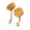 Buy Shrooms Online New Jersey, Buy Magic Mushrooms Online New Jersey, Buy Psilocybin Online New Jersey, Where to buy Shrooms Online New Jersey, Buy Shrooms near me New Jersey, Where can i buy Shrooms online New Jersey, Buy Shrooms with fast shipping New Jersey, Buy Shrooms with bitcoin discreetly online New Jersey, Order Shrooms Online New Jersey, Can i buy Shrooms in New Jersey, Order Shrooms near me New Jersey
