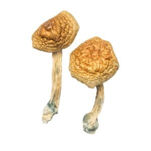 Buy Shrooms Online New Jersey, Buy Magic Mushrooms Online New Jersey, Buy Psilocybin Online New Jersey, Where to buy Shrooms Online New Jersey, Buy Shrooms near me New Jersey, Where can i buy Shrooms online New Jersey, Buy Shrooms with fast shipping New Jersey, Buy Shrooms with bitcoin discreetly online New Jersey, Order Shrooms Online New Jersey, Can i buy Shrooms in New Jersey, Order Shrooms near me New Jersey
