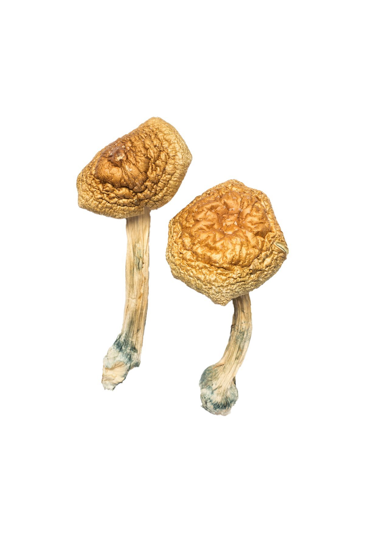 Buy Shrooms Online New Jersey, Buy Magic Mushrooms Online New Jersey, Buy Psilocybin Online New Jersey, Where to buy Shrooms Online New Jersey, Buy Shrooms near me New Jersey, Where can i buy Shrooms online New Jersey, Buy Shrooms with fast shipping New Jersey, Buy Shrooms with bitcoin discreetly online New Jersey, Order Shrooms Online New Jersey, Can i buy Shrooms in New Jersey, Order Shrooms near me New Jersey