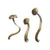 Golden Teacher XL Magic Mushrooms