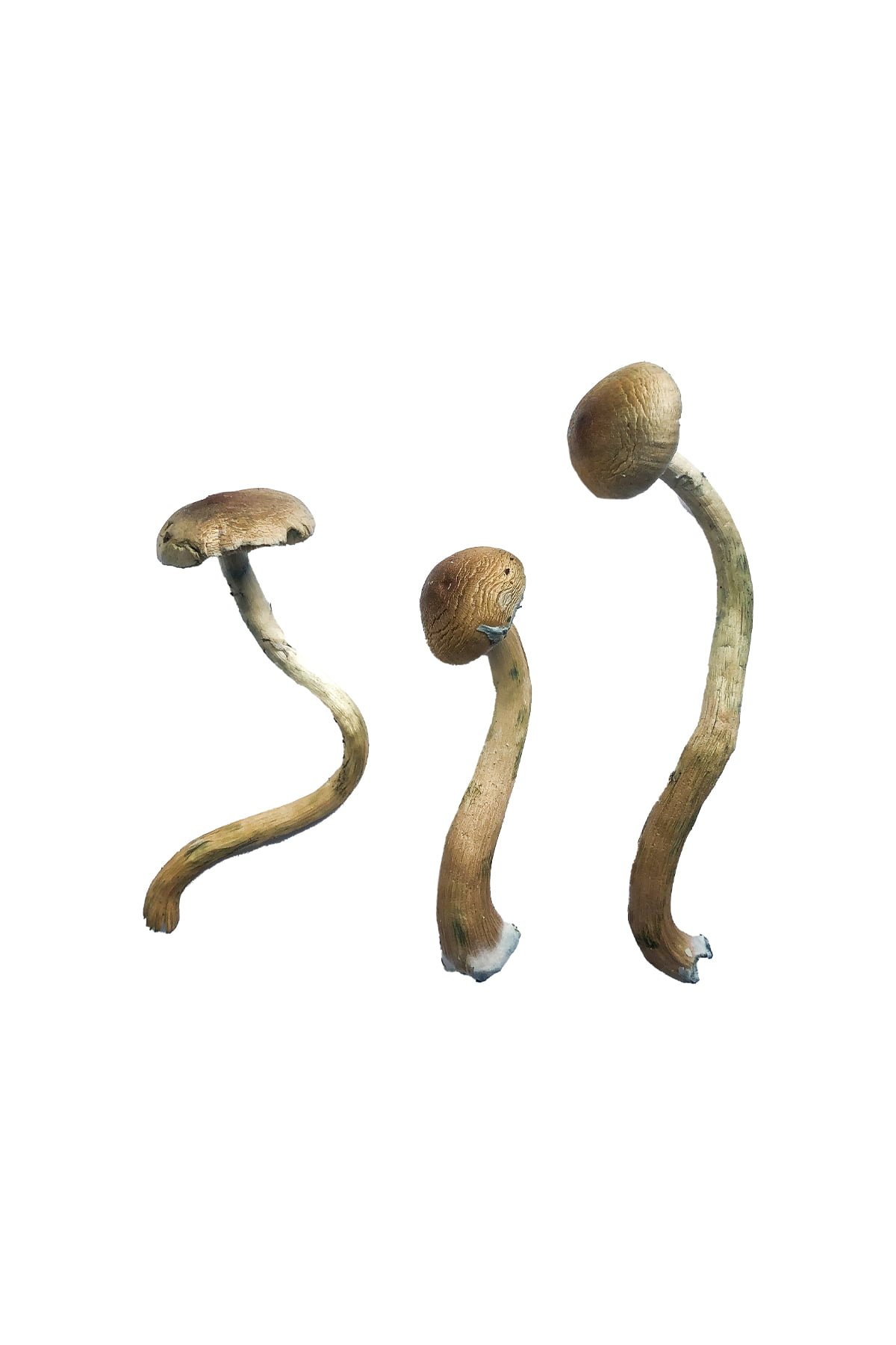 Golden Teacher XL Magic Mushrooms