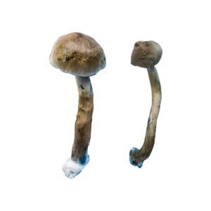 Buy Shrooms Online Texas, Buy Magic Mushrooms Online Texas, Buy Psilocybin Online Texas, Where to buy Shrooms Online Texas, Buy Shrooms near me Texas, Where can i buy Shrooms online Texas, Buy Shrooms with fast shipping Texas, Buy Shrooms with bitcoin discreetly online Texas, Order Shrooms Online Texas, Can i buy Shrooms in Texas, Order Shrooms near me Texas