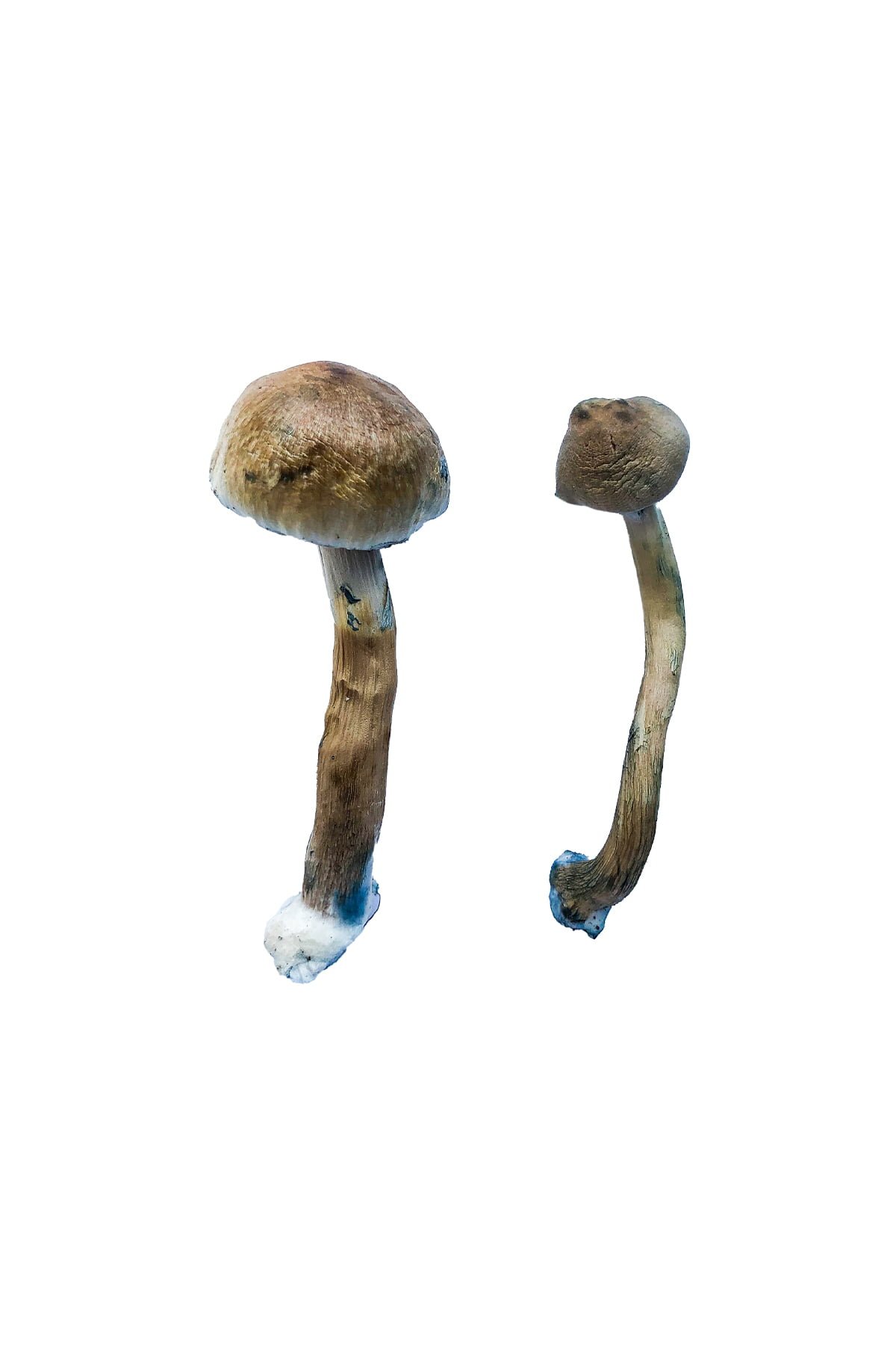 Buy Shrooms Online Texas, Buy Magic Mushrooms Online Texas, Buy Psilocybin Online Texas, Where to buy Shrooms Online Texas, Buy Shrooms near me Texas, Where can i buy Shrooms online Texas, Buy Shrooms with fast shipping Texas, Buy Shrooms with bitcoin discreetly online Texas, Order Shrooms Online Texas, Can i buy Shrooms in Texas, Order Shrooms near me Texas