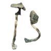 Buy Shrooms Online New York, Buy Magic Mushrooms Online New York, Buy Psilocybin Online New York, Where to buy Shrooms Online New York, Buy Shrooms near me New York, Where can i buy Shrooms online New York, Buy Shrooms with fast shipping New York, Buy Shrooms with bitcoin discreetly online New York, Order Shrooms Online New York, Can i buy Shrooms in New York, Order Shrooms near me New York