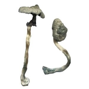 Buy Shrooms Online New York, Buy Magic Mushrooms Online New York, Buy Psilocybin Online New York, Where to buy Shrooms Online New York, Buy Shrooms near me New York, Where can i buy Shrooms online New York, Buy Shrooms with fast shipping New York, Buy Shrooms with bitcoin discreetly online New York, Order Shrooms Online New York, Can i buy Shrooms in New York, Order Shrooms near me New York
