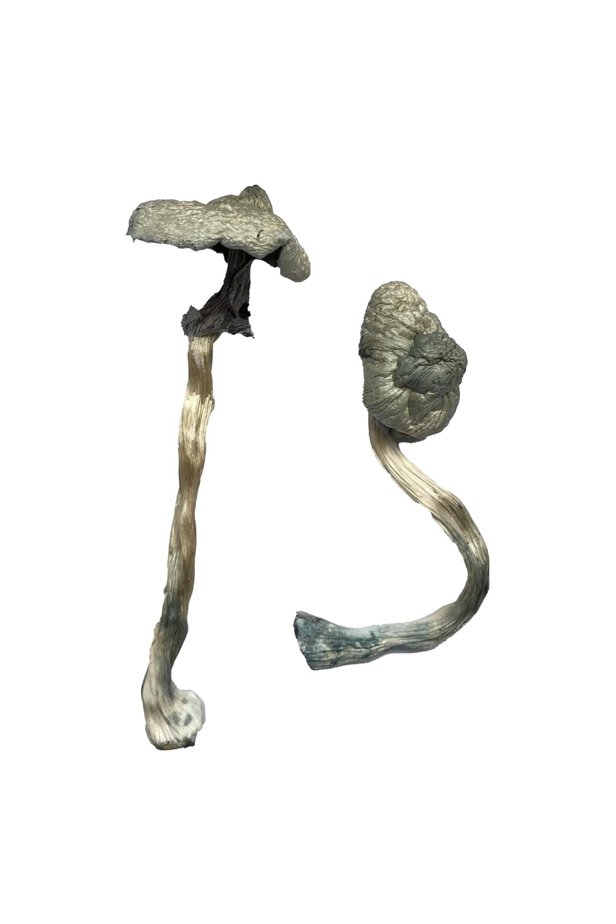 Buy Shrooms Online New York, Buy Magic Mushrooms Online New York, Buy Psilocybin Online New York, Where to buy Shrooms Online New York, Buy Shrooms near me New York, Where can i buy Shrooms online New York, Buy Shrooms with fast shipping New York, Buy Shrooms with bitcoin discreetly online New York, Order Shrooms Online New York, Can i buy Shrooms in New York, Order Shrooms near me New York