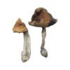 Buy Shrooms Online Portland Oregon, Buy Magic Mushrooms Online Portland Oregon, Buy Psilocybin Online Portland Oregon, Where to buy Shrooms Online Portland Oregon, Buy Shrooms near me Portland Oregon, Where can i buy Shrooms online Portland Oregon, Buy Shrooms with fast shipping Portland Oregon, Buy Shrooms with bitcoin discreetly online Portland Oregon, Order Shrooms Online Portland Oregon, Can i buy Shrooms in Portland Oregon, Order Shrooms near me Portland Oregon Buy Shrooms Online Portland Oregon, Buy Magic Mushrooms Online Portland Oregon, Buy Psilocybin Online Portland Oregon, Where to buy Shrooms Online Portland Oregon, Buy Shrooms near me Portland Oregon, Where can i buy Shrooms online Portland Oregon, Buy Shrooms with fast shipping Portland Oregon, Buy Shrooms with bitcoin discreetly online Portland Oregon, Order Shrooms Online Portland Oregon, Can i buy Shrooms in Portland Oregon, Order Shrooms near me Portland Oregon