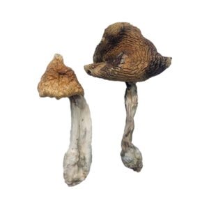 Buy Shrooms Online Portland Oregon, Buy Magic Mushrooms Online Portland Oregon, Buy Psilocybin Online Portland Oregon, Where to buy Shrooms Online Portland Oregon, Buy Shrooms near me Portland Oregon, Where can i buy Shrooms online Portland Oregon, Buy Shrooms with fast shipping Portland Oregon, Buy Shrooms with bitcoin discreetly online Portland Oregon, Order Shrooms Online Portland Oregon, Can i buy Shrooms in Portland Oregon, Order Shrooms near me Portland Oregon