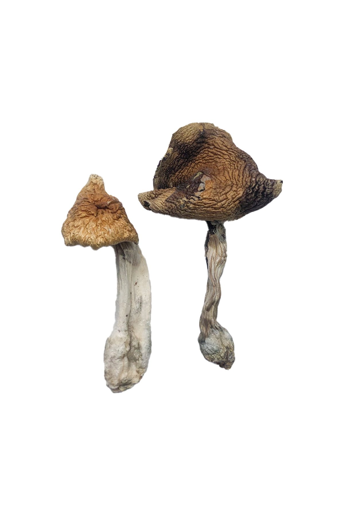 Buy Shrooms Online Portland Oregon, Buy Magic Mushrooms Online Portland Oregon, Buy Psilocybin Online Portland Oregon, Where to buy Shrooms Online Portland Oregon, Buy Shrooms near me Portland Oregon, Where can i buy Shrooms online Portland Oregon, Buy Shrooms with fast shipping Portland Oregon, Buy Shrooms with bitcoin discreetly online Portland Oregon, Order Shrooms Online Portland Oregon, Can i buy Shrooms in Portland Oregon, Order Shrooms near me Portland Oregon Buy Shrooms Online Portland Oregon, Buy Magic Mushrooms Online Portland Oregon, Buy Psilocybin Online Portland Oregon, Where to buy Shrooms Online Portland Oregon, Buy Shrooms near me Portland Oregon, Where can i buy Shrooms online Portland Oregon, Buy Shrooms with fast shipping Portland Oregon, Buy Shrooms with bitcoin discreetly online Portland Oregon, Order Shrooms Online Portland Oregon, Can i buy Shrooms in Portland Oregon, Order Shrooms near me Portland Oregon