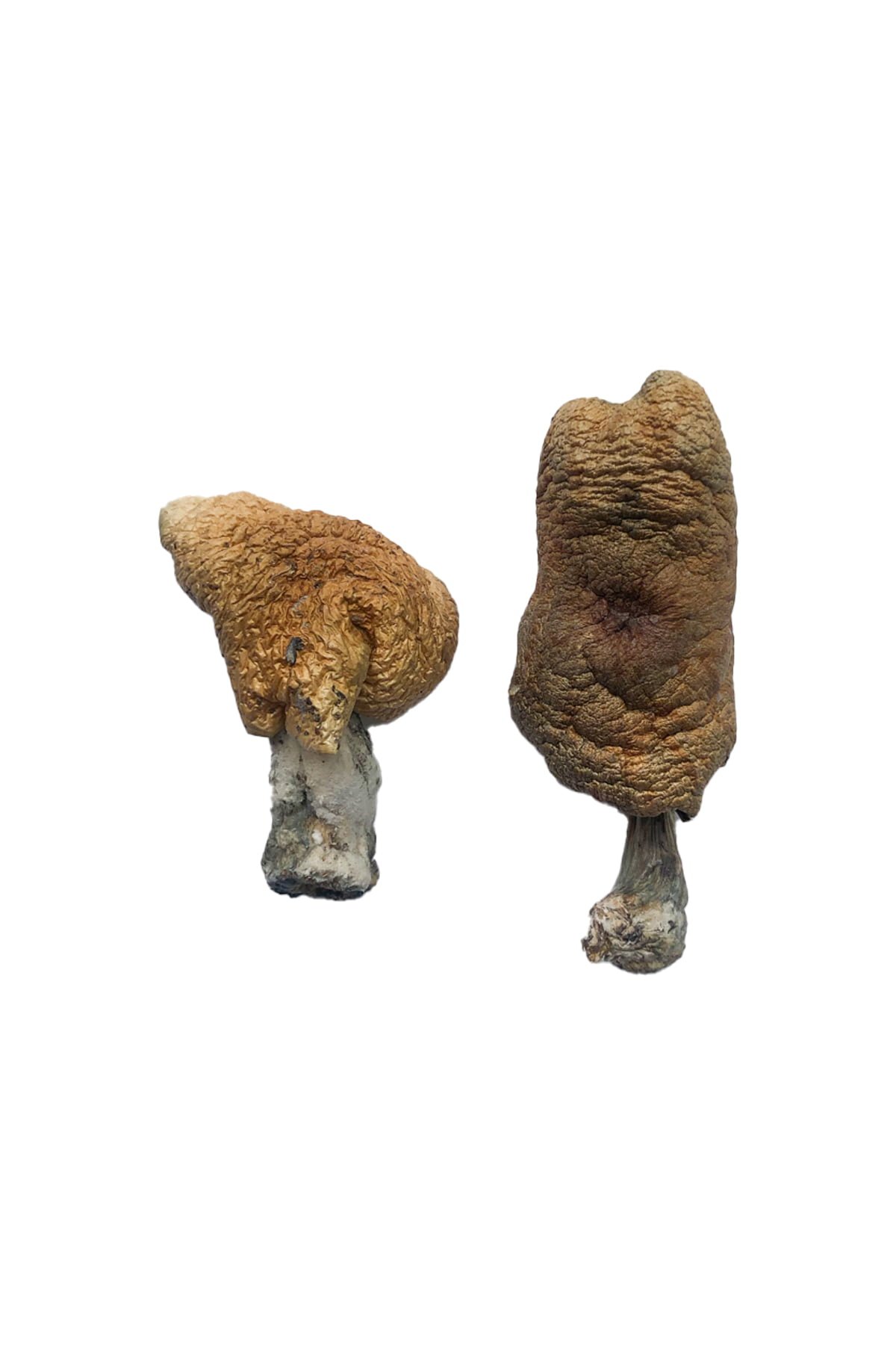 Hawaiian-Shrooms.jpg Hawaiian Magic Mushrooms