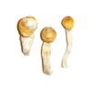 Buy Shrooms Online Denver Colorado, Buy Magic Mushrooms Online Denver Colorado, Buy Psilocybin Online Denver Colorado, Where to buy Shrooms Online Denver Colorado, Buy Shrooms near me Denver Colorado, Where can i buy Shrooms online Denver Colorado, Buy Shrooms with fast shipping Denver Colorado, Buy Shrooms with bitcoin discreetly online Denver Colorado, Order Shrooms Online Massachusetts, Can i buy Shrooms in Denver Colorado, Order Shrooms near me Massachusetts Denver Colorado