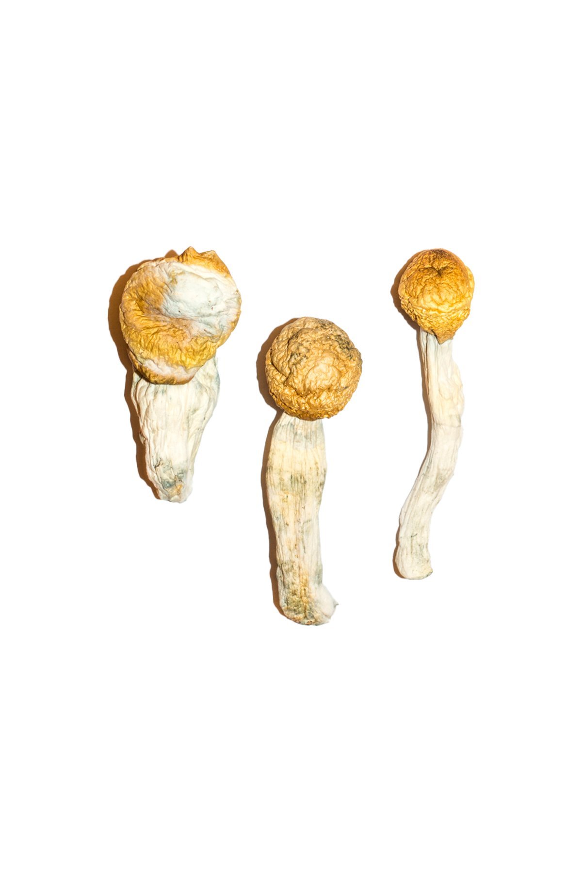 Buy Shrooms Online Denver Colorado, Buy Magic Mushrooms Online Denver Colorado, Buy Psilocybin Online Denver Colorado, Where to buy Shrooms Online Denver Colorado, Buy Shrooms near me Denver Colorado, Where can i buy Shrooms online Denver Colorado, Buy Shrooms with fast shipping Denver Colorado, Buy Shrooms with bitcoin discreetly online Denver Colorado, Order Shrooms Online Massachusetts, Can i buy Shrooms in Denver Colorado, Order Shrooms near me Massachusetts Denver Colorado