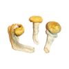 Penis-Envy-Magic-Mushrooms-4.jpg Penis Envy Magic Mushrooms