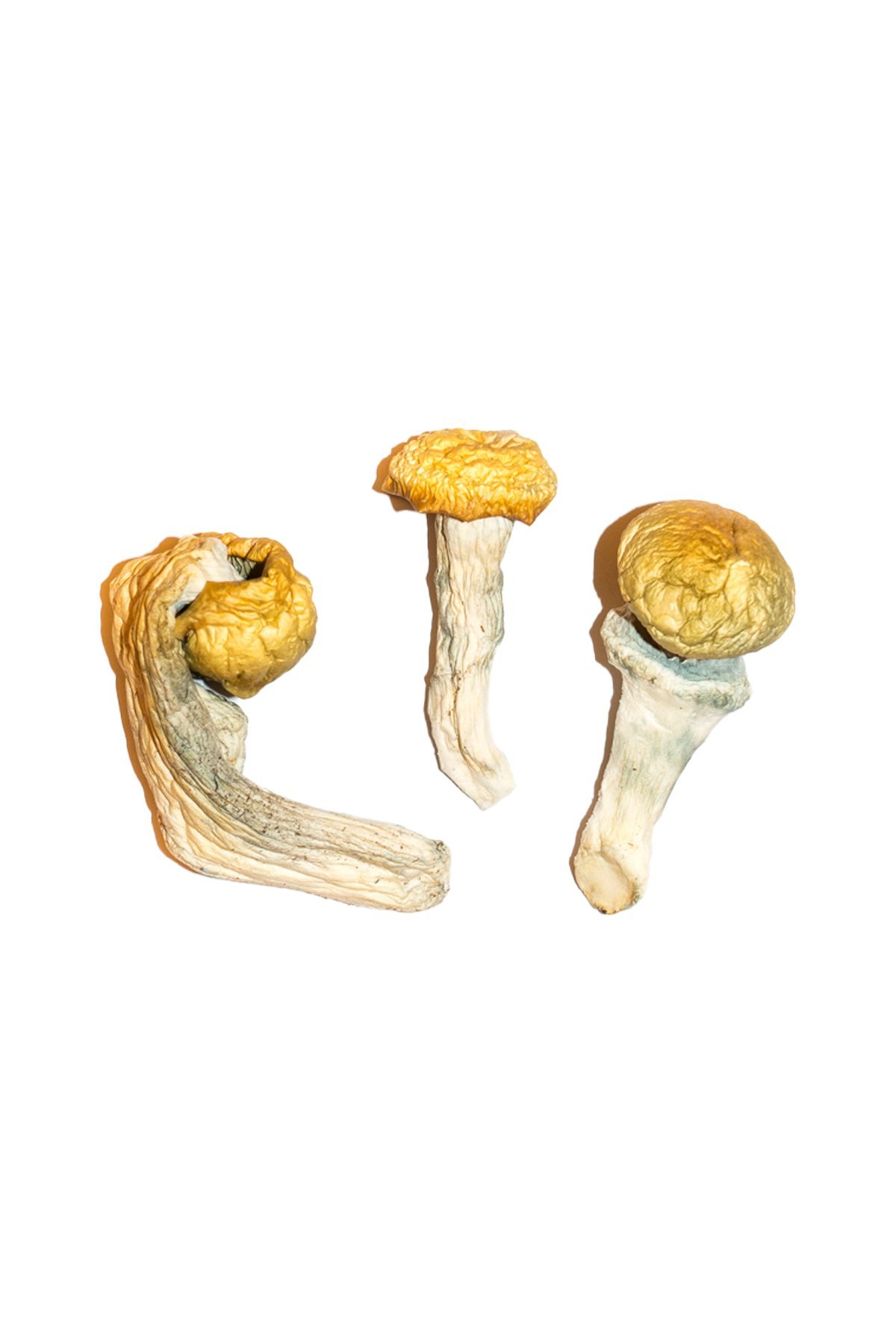 Penis-Envy-Magic-Mushrooms-4.jpg Penis Envy Magic Mushrooms