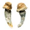 Buy Shrooms Online Massachusetts, Buy Magic Mushrooms Online Massachusetts, Buy Psilocybin Online Massachusetts, Where to buy Shrooms Online Massachusetts, Buy Shrooms near me Massachusetts, Where can i buy Shrooms online Massachusetts, Buy Shrooms with fast shipping Massachusetts, Buy Shrooms with bitcoin discreetly online Massachusetts, Order Shrooms Online Massachusetts, Can i buy Shrooms in Massachusetts, Order Shrooms near me Massachusetts