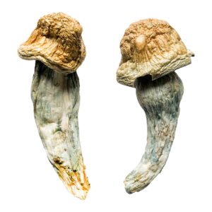 Buy Shrooms Online Massachusetts, Buy Magic Mushrooms Online Massachusetts, Buy Psilocybin Online Massachusetts, Where to buy Shrooms Online Massachusetts, Buy Shrooms near me Massachusetts, Where can i buy Shrooms online Massachusetts, Buy Shrooms with fast shipping Massachusetts, Buy Shrooms with bitcoin discreetly online Massachusetts, Order Shrooms Online Massachusetts, Can i buy Shrooms in Massachusetts, Order Shrooms near me Massachusetts