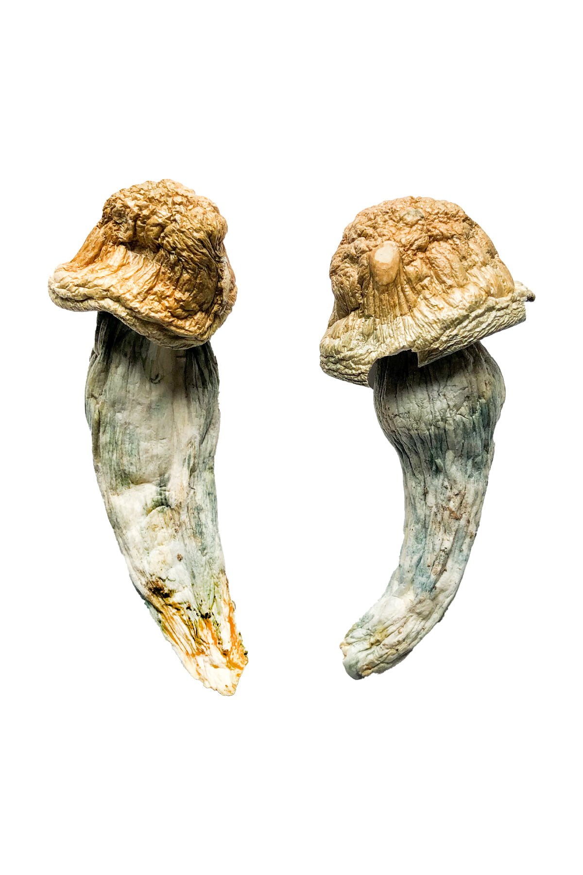 Buy Shrooms Online Massachusetts, Buy Magic Mushrooms Online Massachusetts, Buy Psilocybin Online Massachusetts, Where to buy Shrooms Online Massachusetts, Buy Shrooms near me Massachusetts, Where can i buy Shrooms online Massachusetts, Buy Shrooms with fast shipping Massachusetts, Buy Shrooms with bitcoin discreetly online Massachusetts, Order Shrooms Online Massachusetts, Can i buy Shrooms in Massachusetts, Order Shrooms near me Massachusetts