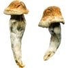 Penis Envy XL Magic Mushrooms