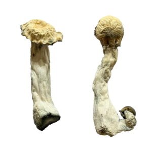 Buy Shrooms Online Seattle Washington, Buy Magic Mushrooms Online Seattle Washington, Buy Psilocybin Online Seattle Washington, Where to buy Shrooms Online Seattle Washington, Buy Shrooms near me Seattle Washington, Where can i buy Shrooms online Seattle Washington, Buy Shrooms with fast shipping Seattle Washington, Buy Shrooms with bitcoin discreetly online Seattle Washington, Order Shrooms Online Seattle Washington, Can i buy Shrooms in Seattle Washington, Order Shrooms near me Seattle Washington