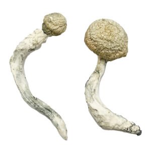 Buy Shrooms Online Miami Florida, Buy Magic Mushrooms Online Miami Florida, Buy Psilocybin Online Miami Florida, Where to buy Shrooms Online Miami Florida, Buy Shrooms near me Miami Florida, Where can i buy Shrooms online Miami Florida, Buy Shrooms with fast shipping Miami Florida, Buy Shrooms with bitcoin discreetly online Miami Florida, Order Shrooms Online Miami Florida, Can i buy Shrooms in Miami Florida, Order Shrooms near me Miami Florida, Buy Shrooms Discreet Shipping Miami Florida