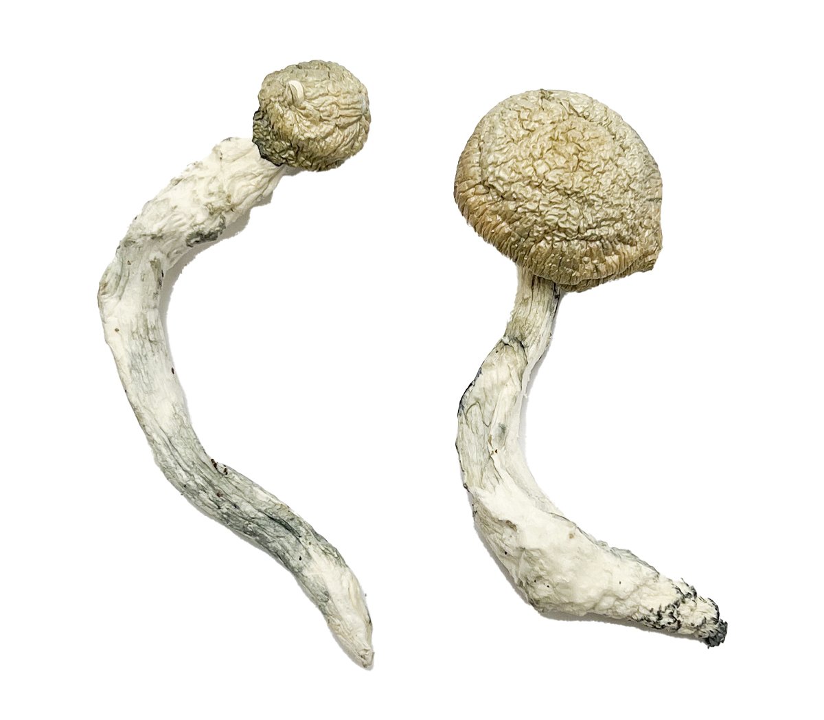 Buy Shrooms Online Miami Florida, Buy Magic Mushrooms Online Miami Florida, Buy Psilocybin Online Miami Florida, Where to buy Shrooms Online Miami Florida, Buy Shrooms near me Miami Florida, Where can i buy Shrooms online Miami Florida, Buy Shrooms with fast shipping Miami Florida, Buy Shrooms with bitcoin discreetly online Miami Florida, Order Shrooms Online Miami Florida, Can i buy Shrooms in Miami Florida, Order Shrooms near me Miami Florida, Buy Shrooms Discreet Shipping Miami Florida